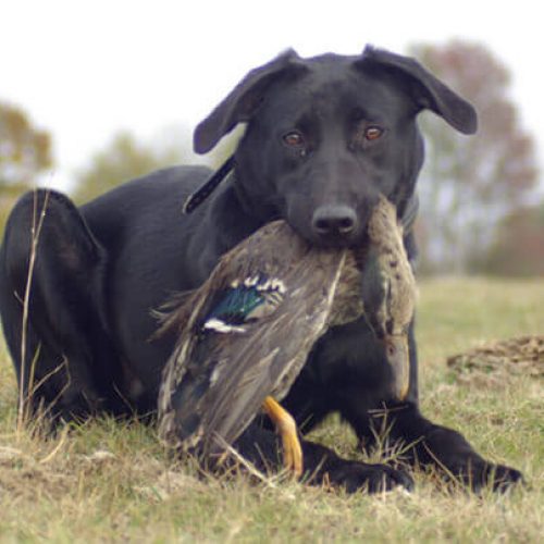 Dog Obedience Training in Knoxville, TN Timber Creek Retrievers