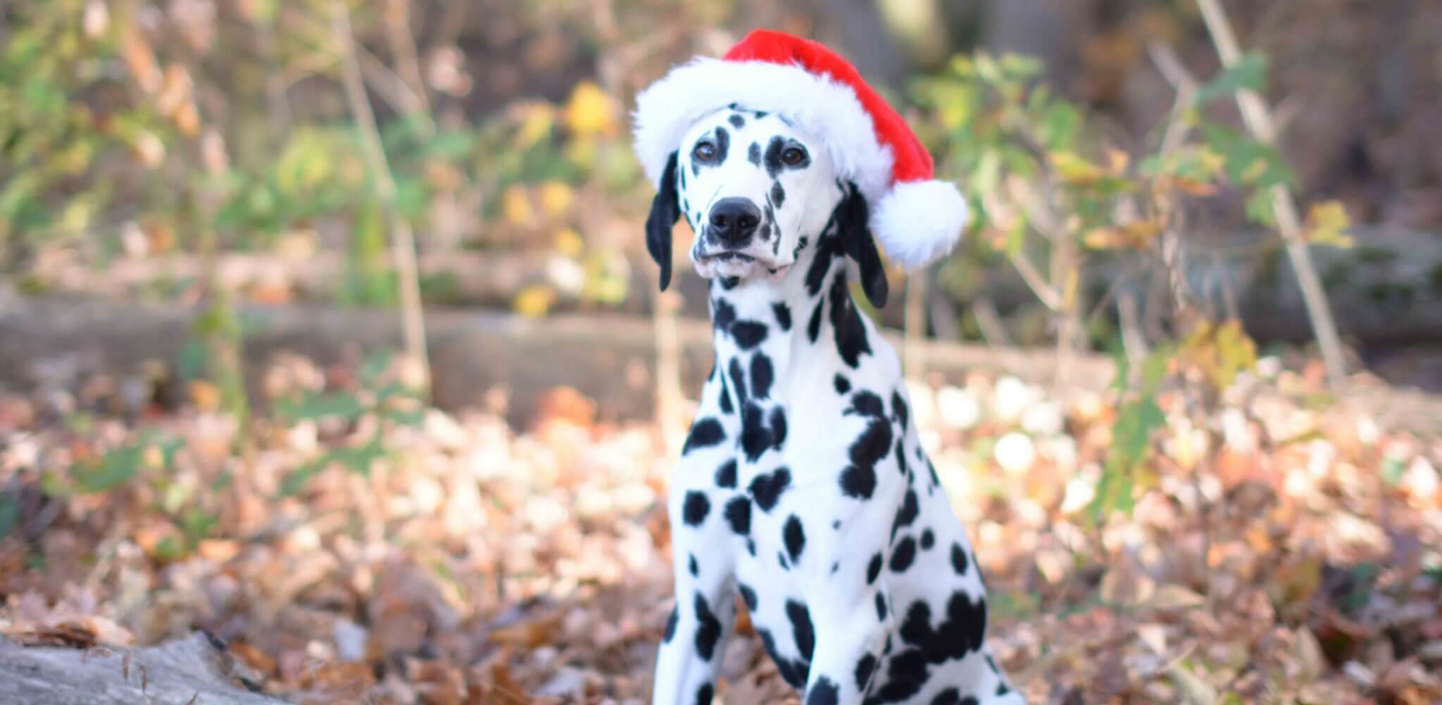 Dog Obedience and Retriever Training in Tupelo, MS