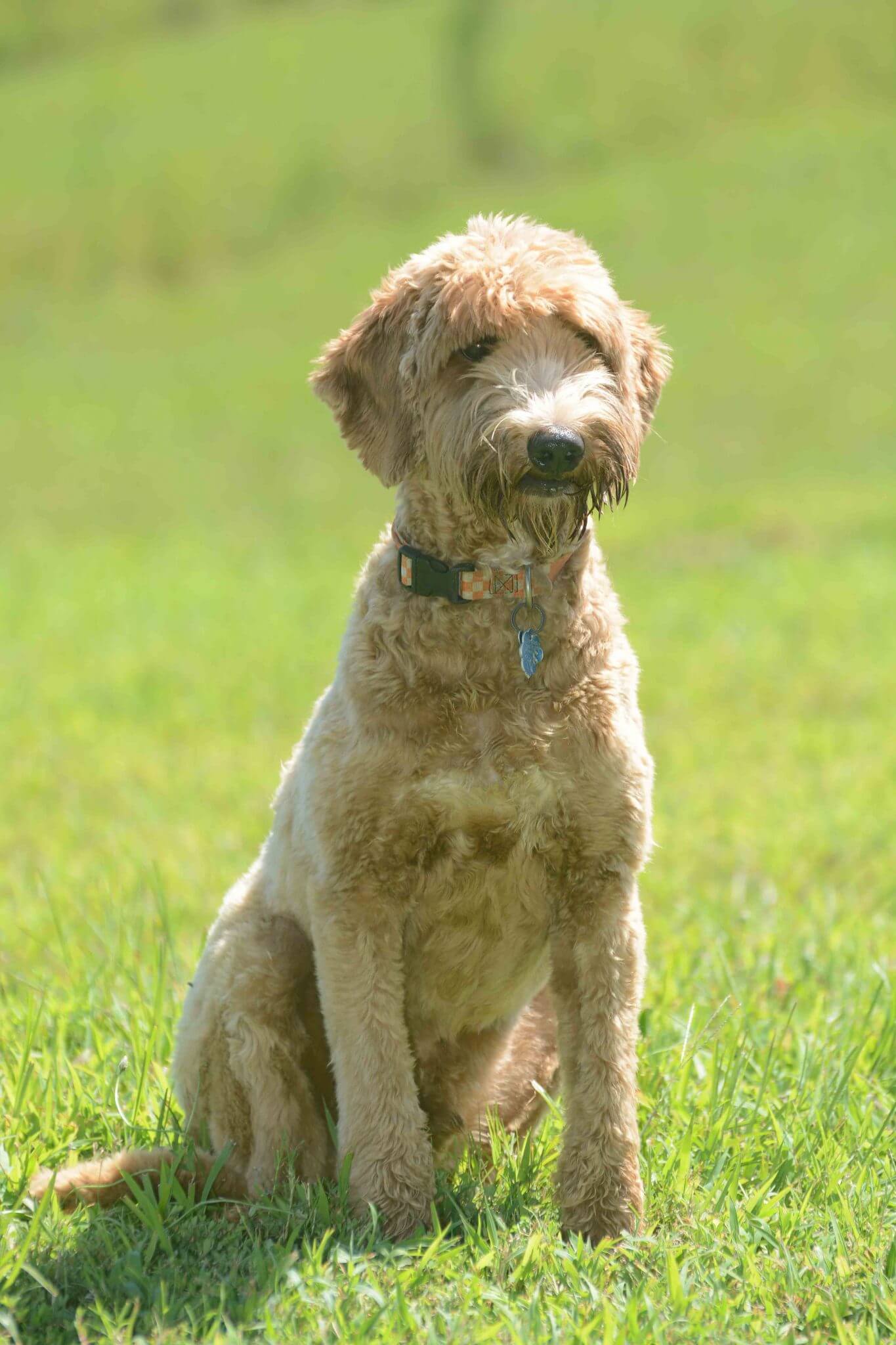 Dog Training in Atlanta, GA Timber Creek Retrievers