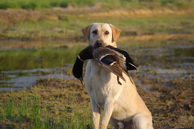 bird hunting dog